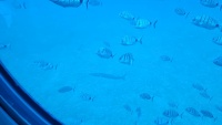 Fische